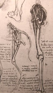 Drawing of the comparative anatomy of the legs of a man and a dog